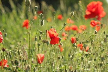 Fototapeta premium poppies. the blossoming red flowers in the field. Background flora