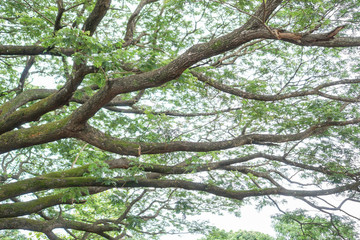 Branch under a tree with green leaves