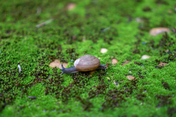 Snail walking on moss area.