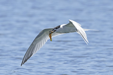 Sandwich tern (Thalasseus sandvicensis)
