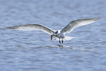 Sandwich tern (Thalasseus sandvicensis)