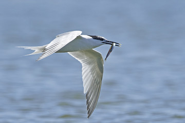 Sandwich tern (Thalasseus sandvicensis)