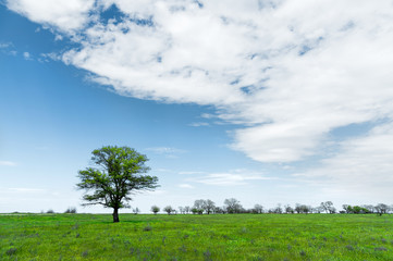 Fototapeta na wymiar Lonely green tree in the middle of a meadow field against a blue sky background with white clouds. Spring landscape