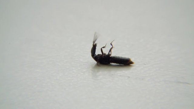 Beetle. The beetle lies on the windowsill and tries to get up