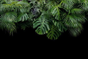 Monstera, fern, and palm leaves tropical rainforest foliage plant bush floral arrangement nature backdrop on black background.