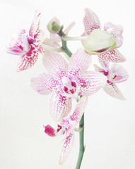 Close-Up Of Pink Orchids Against White Background
