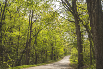 A narrow road winds through deciduous woods in the spring.