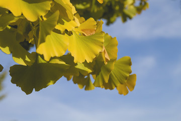 Ginkgo bilova leaves close up with autumnal colors