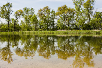 A row of trees with bright green spring leaves reflected in a still pond.