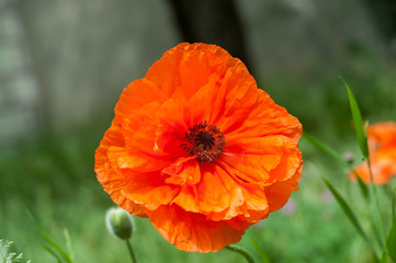 Single Flowering Red Poppy flower with bud in a meadow in spring. outdoor shot in the field with shallow depth of field.