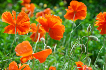 Flowering Red Poppy flowers  in a meadow in spring. outdoor shot in the field with shallow depth of field. rear view