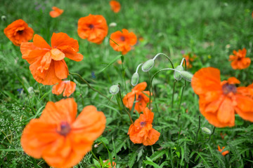 Many Flowering Red Poppy flowers with buds in a meadow in spring. outdoor shot in the field with shallow depth of field.