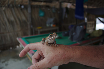A man hold a frog a shack made of palm tree leaves in northweast Brazil