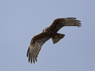 Western marsh harrier (Circus aeruginosus)