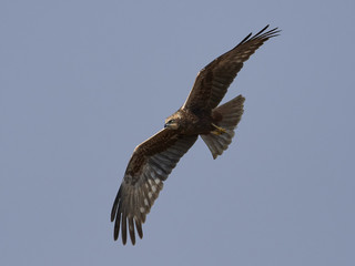 Western marsh harrier (Circus aeruginosus)