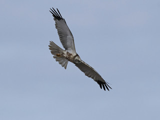 Western marsh harrier (Circus aeruginosus)