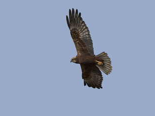 Western marsh harrier (Circus aeruginosus)