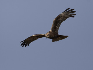 Western marsh harrier (Circus aeruginosus)