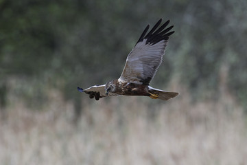 Western marsh harrier (Circus aeruginosus)