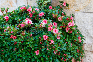 Fototapeta na wymiar Beautiful blooming pink rhododendron in the garden