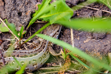 Sand lizard or Lacerta agilis, female
