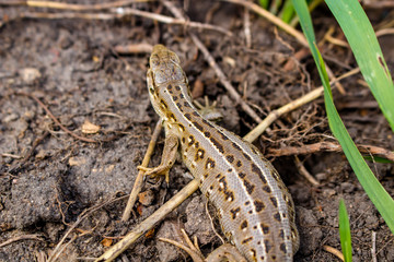 Sand lizard or Lacerta agilis, female
