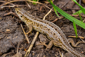 Fototapeta premium Sand lizard or Lacerta agilis, female 