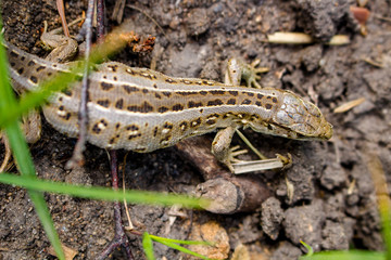 Sand lizard or Lacerta agilis, female

