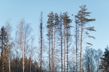 Fototapeta premium Natural Green Pine forest
