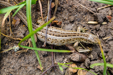 Sand lizard or Lacerta agilis, female
