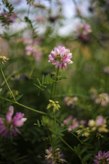 Obraz premium Purple Crown Vetch, Crownvetch Flower 