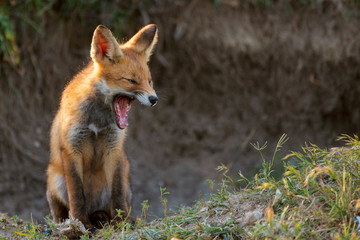 Naklejka na ściany i meble Little Red Fox yawns near the hole