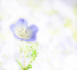 Picturesque Picture as a Painting of Nemophila (baby blue eyes) flower