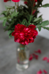 Red peony in glass vase on blurred background with selective soft focus on petals