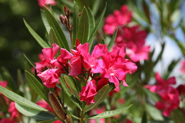 pink oleander blossoms
