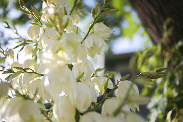 Yucca Rock Lily Flowers Blooming at Golden Hour in the Spring