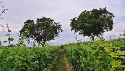 Kastanienbäume im Weinberg