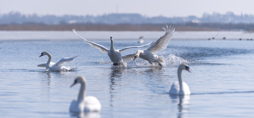 Two male swans © Pavlo Burdyak