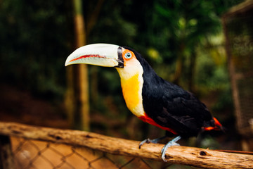 Tucano