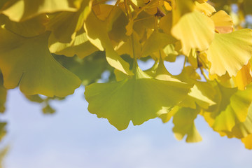 Ginkgo bilova foliage close up, autumnal colours