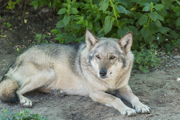 Obraz premium Grey Wolf Animal