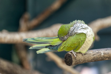 Parrot close - up