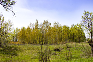 The beauty of nature of the Kharkiv region, Ukraine