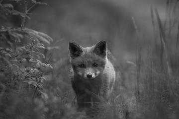 Lovely Red Fox cub Vulpes vulpes next to den in the grass in european spring forest staring directly at the camera. Norway