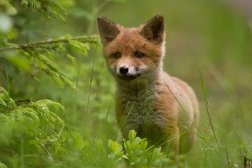Lovely Red Fox cub Vulpes vulpes next to den in the grass in european spring forest staring directly at the camera. Norway