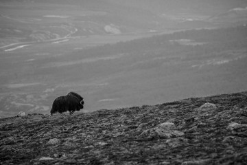 Muskox (Ovibos moschatus) in Dovrefjell-Sunndalsfjella National Park, Norway, muskox in natural tundra habitat, impressive animal, dangerous, mighty wild animal