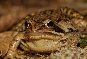 Close-up of a Moor frog, Rana arvalis