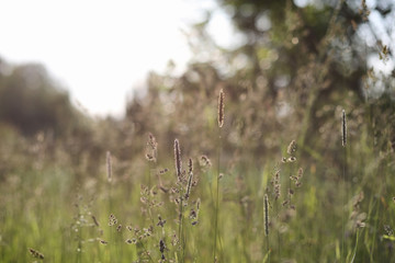 Landscape is summer. Green trees and grass in a countryside land