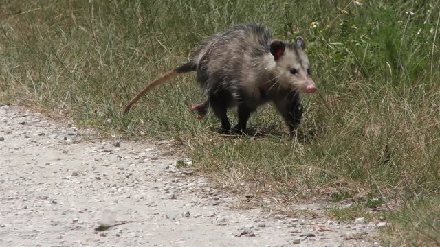 young opossum walks in Florida grassland