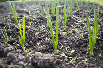 beds with young onions, rows of green onions, green onions in the ground